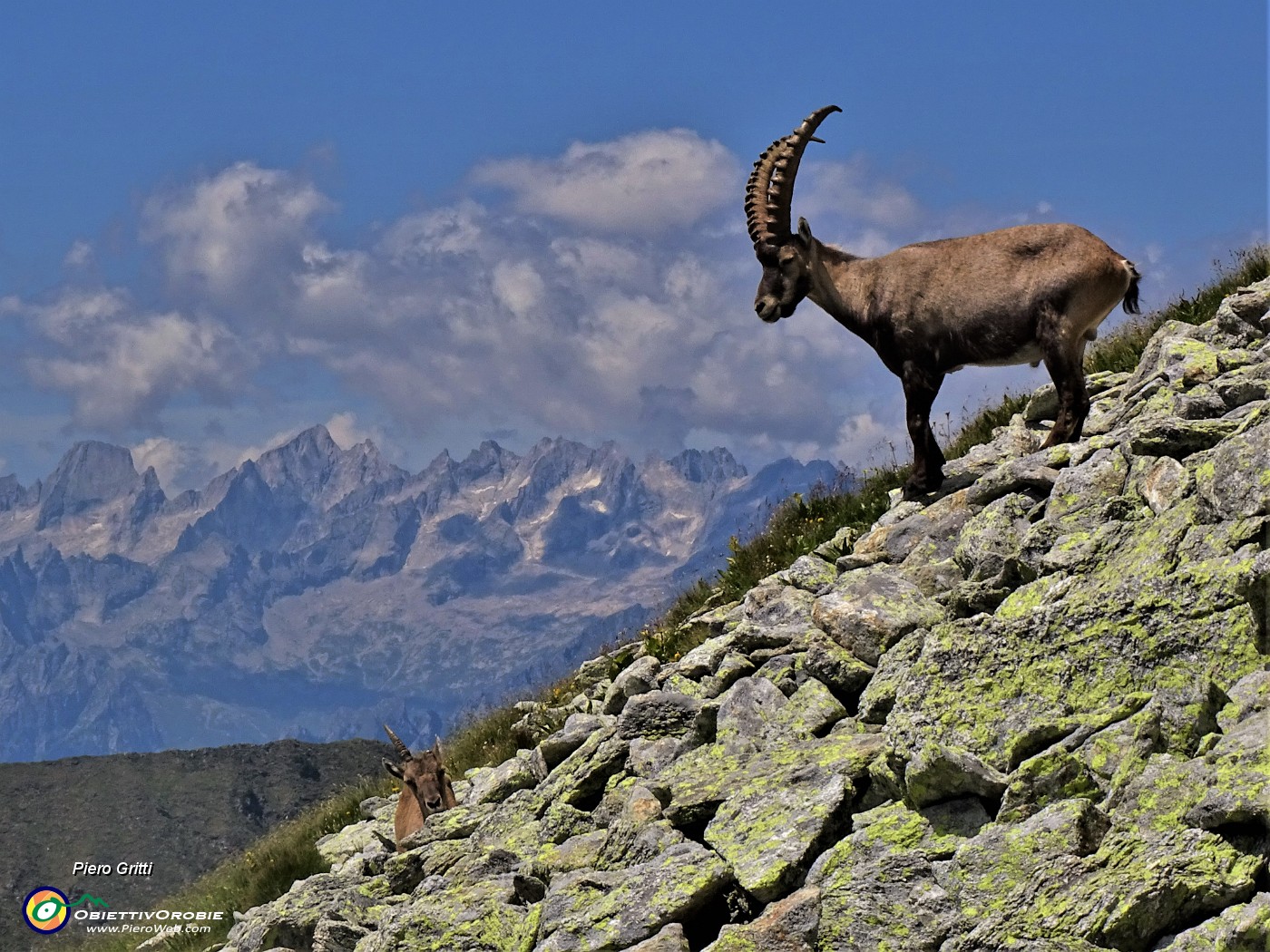 56 Bell'esemplare di stambecco maschio orobico con Badile e Cengalo sullo sfondo.JPG